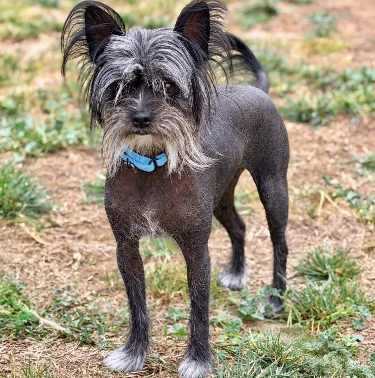 A young small-sized male Gray / Blue / Silver Chinese Crested Dog named Wilford for adoption in Mead, CO