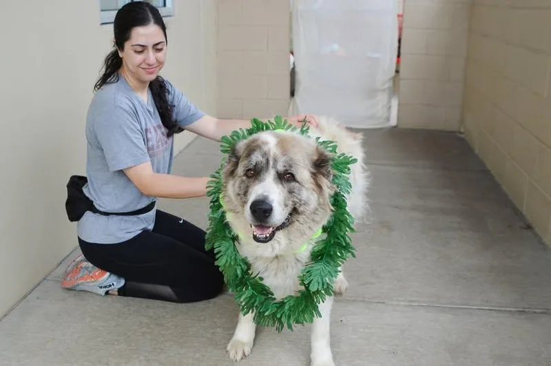 An adult extra large-sized female Great Pyrenees dog named Echo for adoption in McKinney, TX