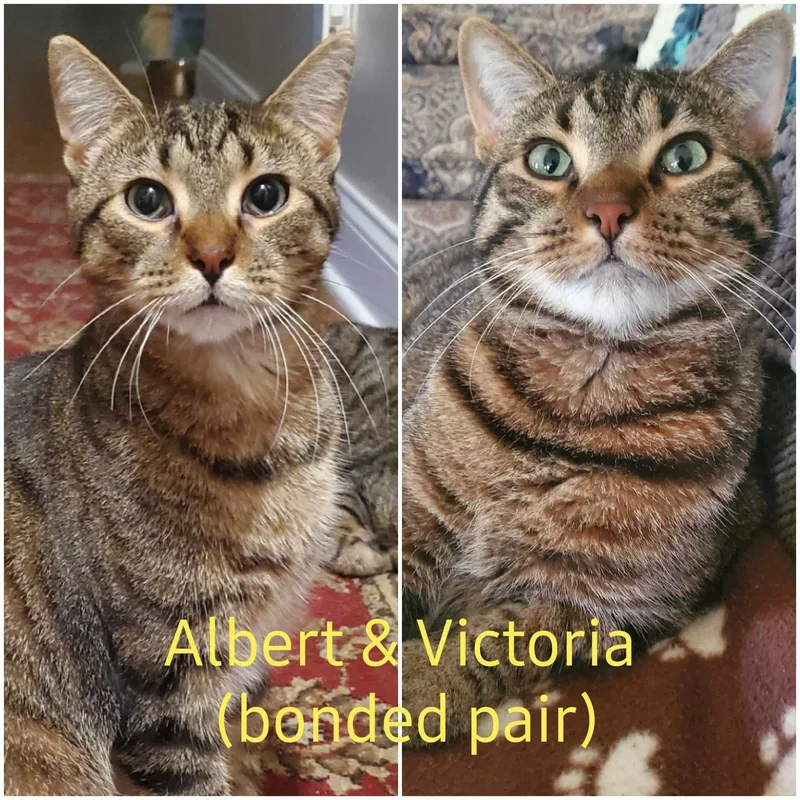An adult medium-sized male Tabby (Brown / Chocolate) Domestic Short Hair cat named Albert for adoption in Austintown, OH