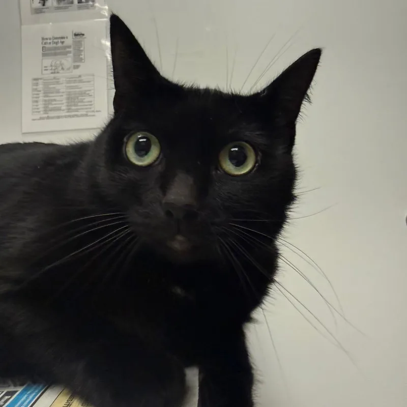 An adult large-sized female Domestic Short Hair cat named Mazikeen for adoption in Jacksonville, FL