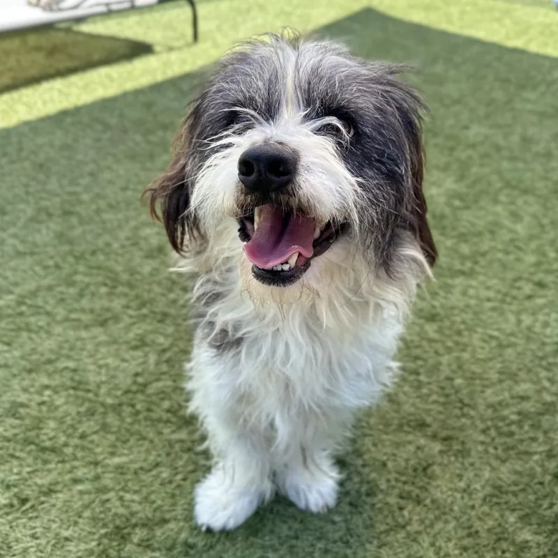 A senior small-sized male Black Terrier dog named Oreo for adoption in Long Beach, CA
