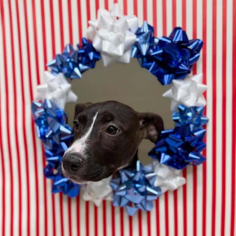 A young medium-sized female Gray / Blue / Silver Pit Bull Terrier dog named Blueberry for adoption in Fort Wayne, IN