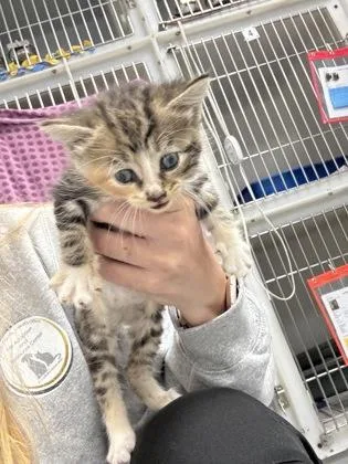 A baby small-sized female Domestic Short Hair cat named Angelica for adoption in Cumming, GA