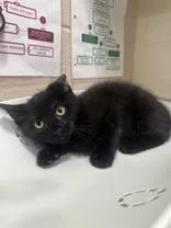 A young medium-sized female Black Domestic Short Hair cat named Pebbles for adoption in Manitowoc, WI
