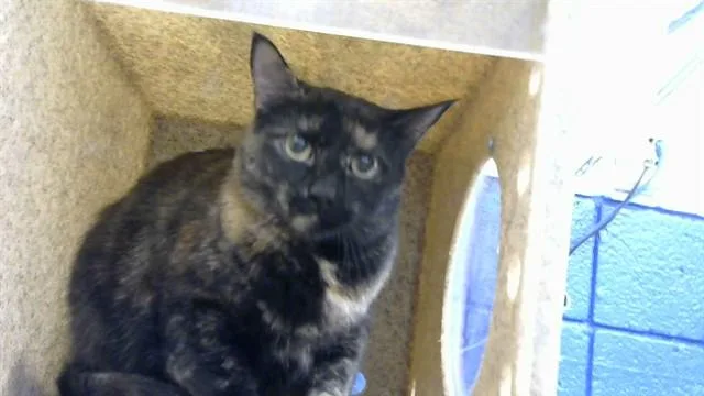 A young medium-sized female Domestic Short Hair cat named Minow for adoption in Albuquerque, NM