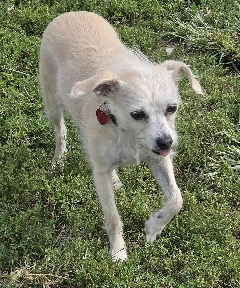 An adult small-sized female Chihuahua dog named Lucy for adoption in Terre Haute, IN