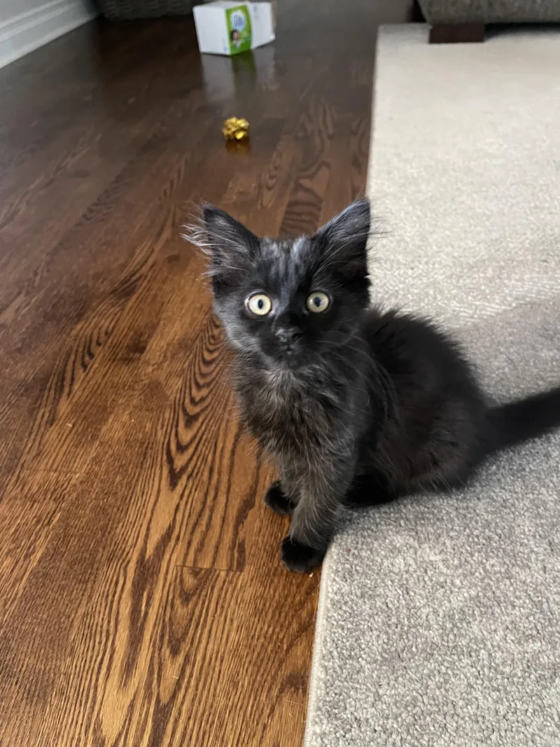 A baby medium-sized female Smoke Domestic Long Hair cat named Aurora for adoption in Wyandotte, MI