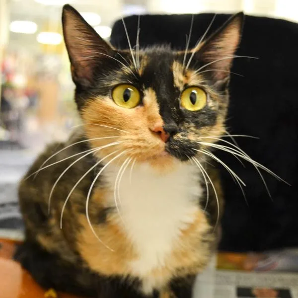 A senior small-sized female Domestic Short Hair cat named Shadow for adoption in Des Moines, IA