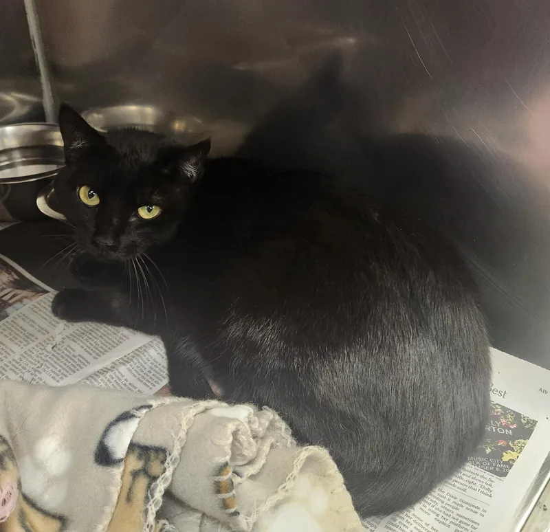 An adult medium-sized female Black Domestic Short Hair cat named Bat Girl for adoption in Clayton, NJ