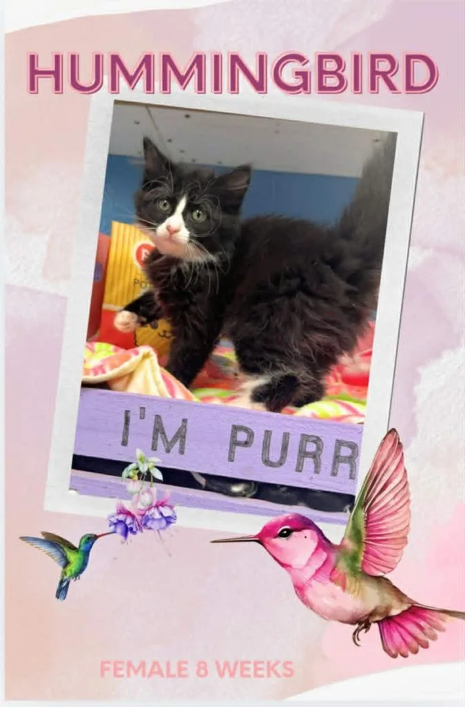 A baby small-sized female Domestic Medium Hair cat named Hummingbird for adoption in Blountville, TN