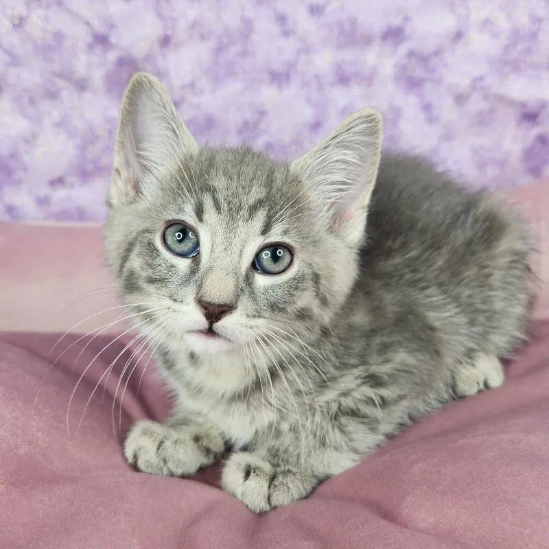 A baby small-sized male Gray / Blue / Silver Domestic Short Hair cat named Dopey for adoption in Fort Wayne, IN