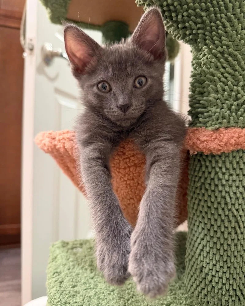 A baby medium-sized female Gray / Blue / Silver Domestic Short Hair cat named Dolly Parton for adoption in San Juan Capistrano, CA