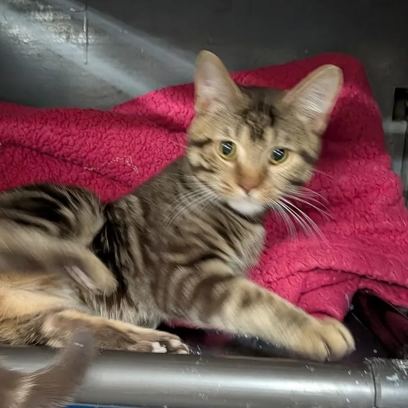 A young medium-sized male Tabby cat named Mark for adoption in Wilmington, OH