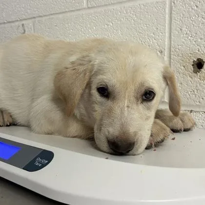 A baby large-sized male Labrador Retriever dog named Pompom for adoption in Morton Grove, IL
