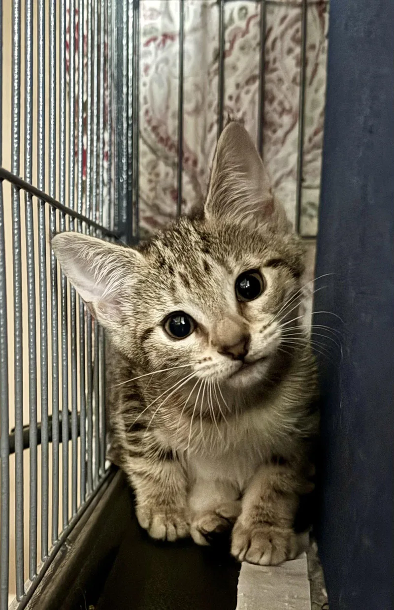 A baby medium-sized female Domestic Short Hair cat named Cinnamon Bun for adoption in Broomall, PA