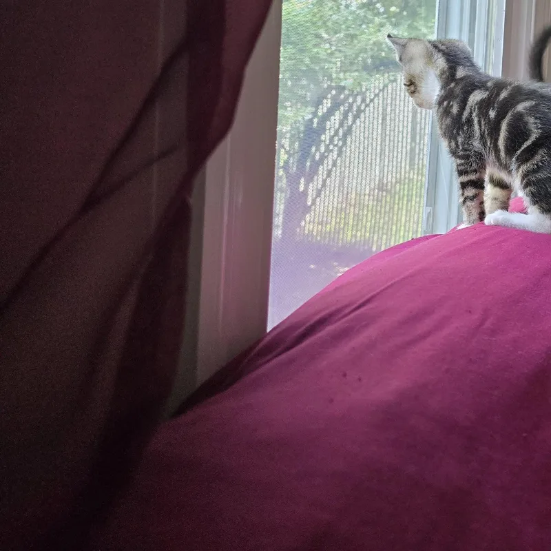 A baby medium-sized male Tabby (Brown / Chocolate) Tabby cat named Kent for adoption in Woodbridge, NJ