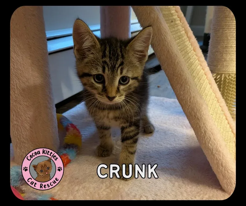 Crunk thumbnail 3