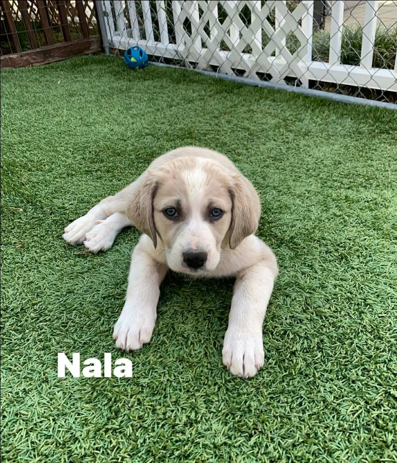 Nala thumbnail 2