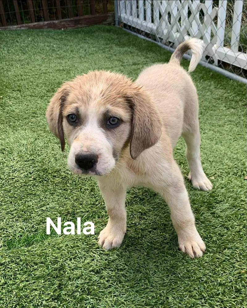 Nala
