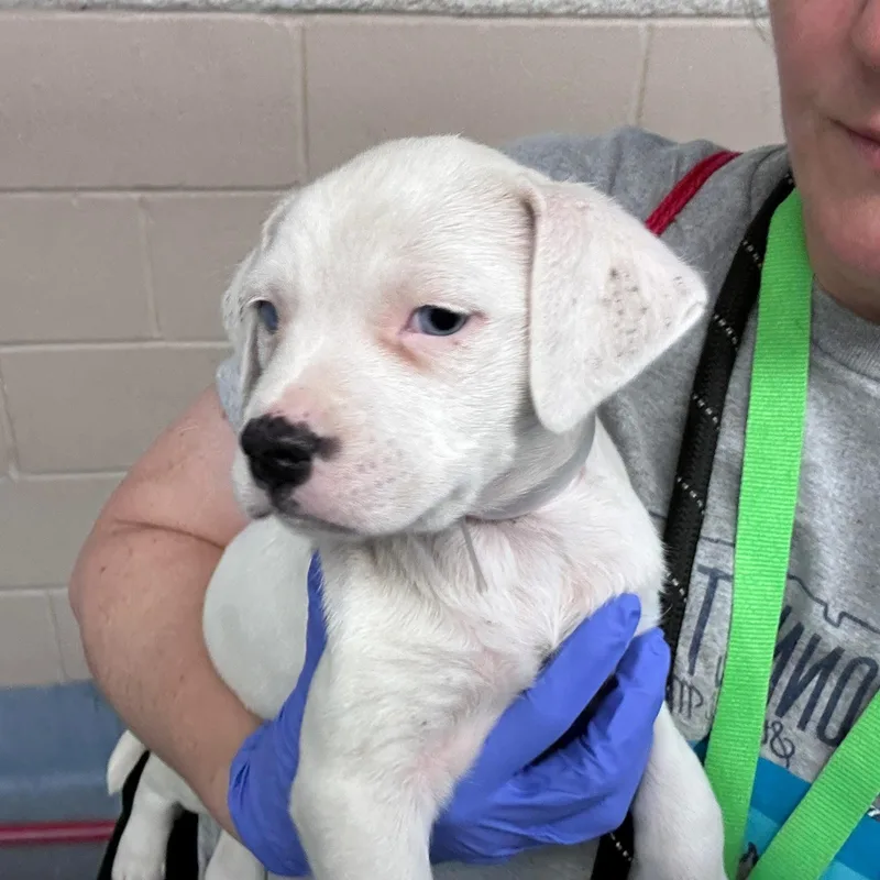 Noodle They Were Going thumbnail 2