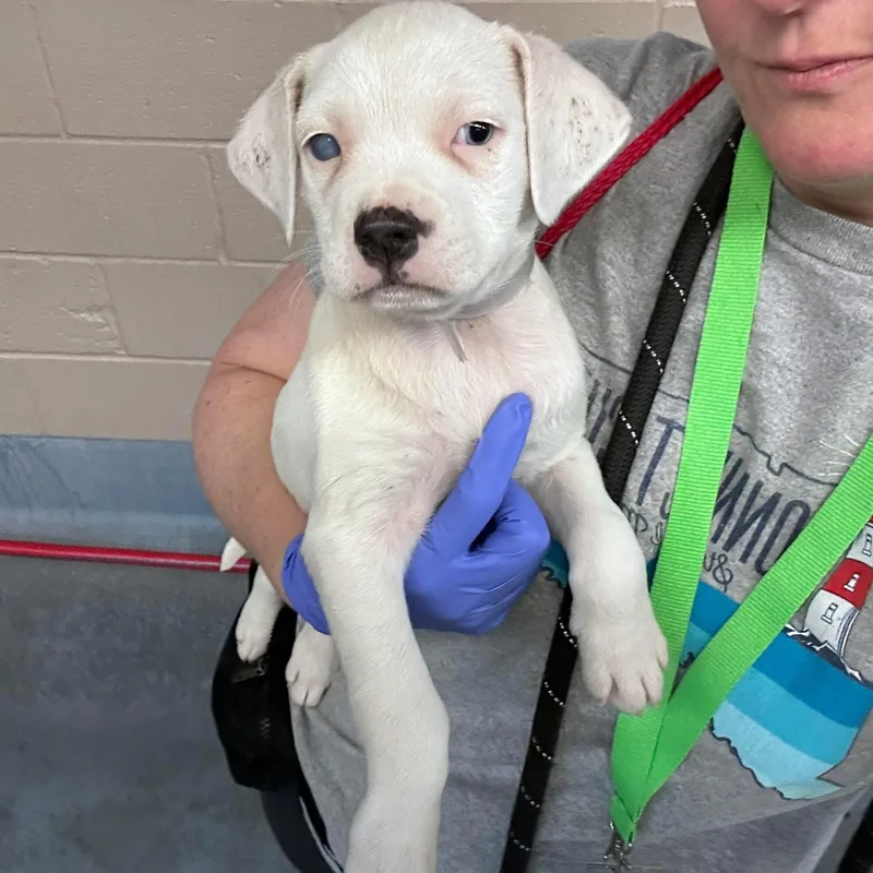 Noodle They Were Going thumbnail 3