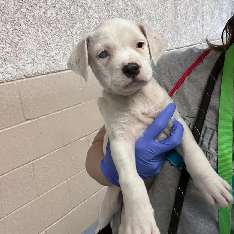 Noodle They Were Going thumbnail 4