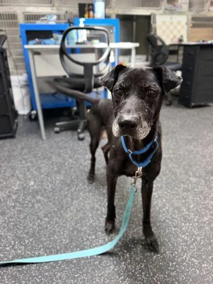 An adult large-sized female Labrador Retriever dog named Queenie for adoption in Daytona Beach, FL