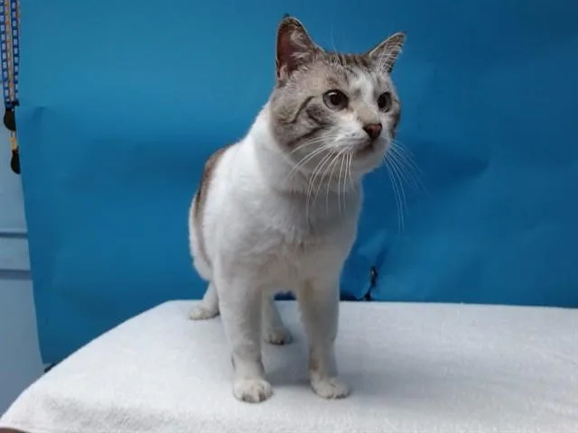 An adult large-sized male Domestic Short Hair cat named Osirus for adoption in Gardena, CA