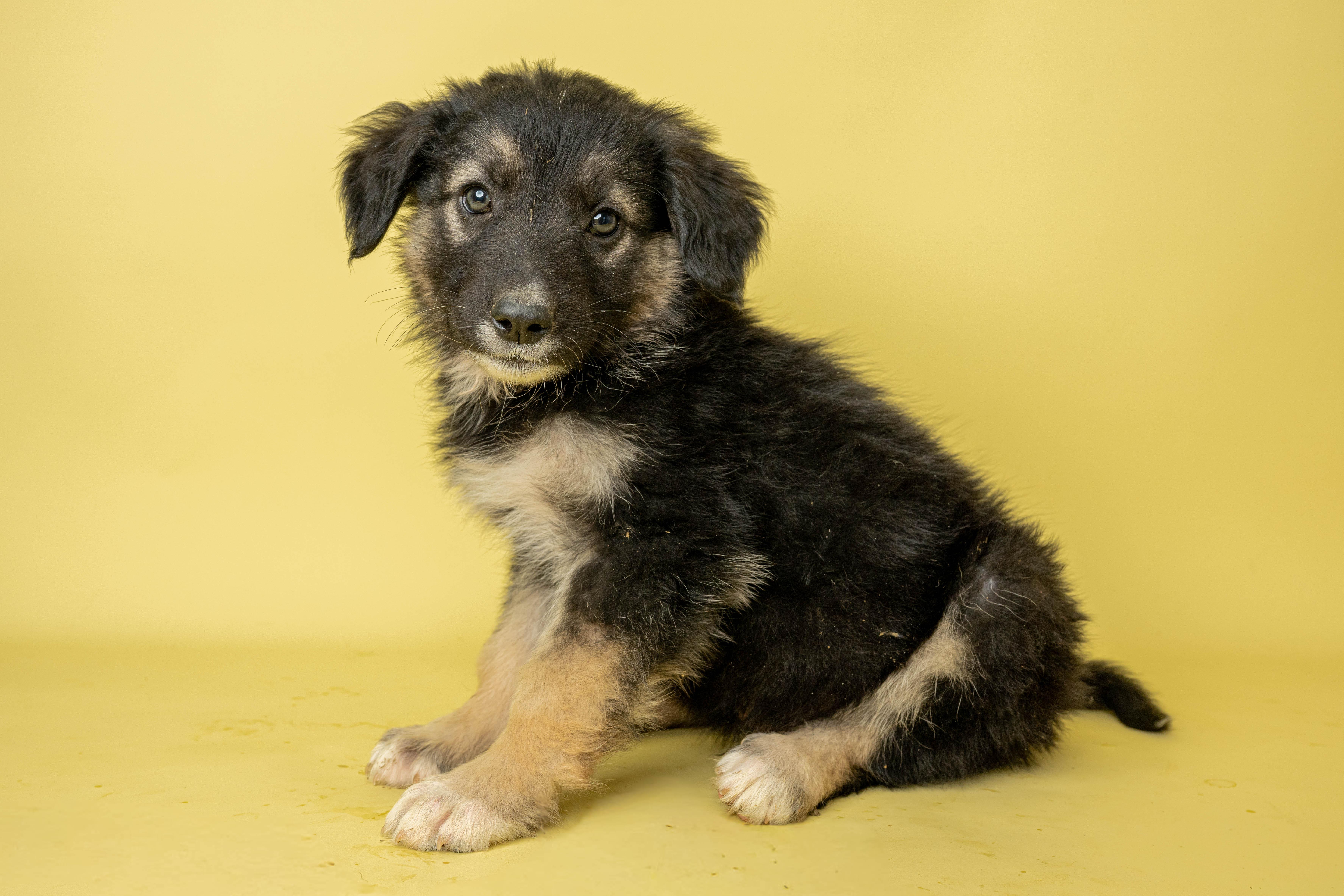 A baby large-sized male Black Mixed Breed dog named Mr Munch for adoption in Rock Springs, WY