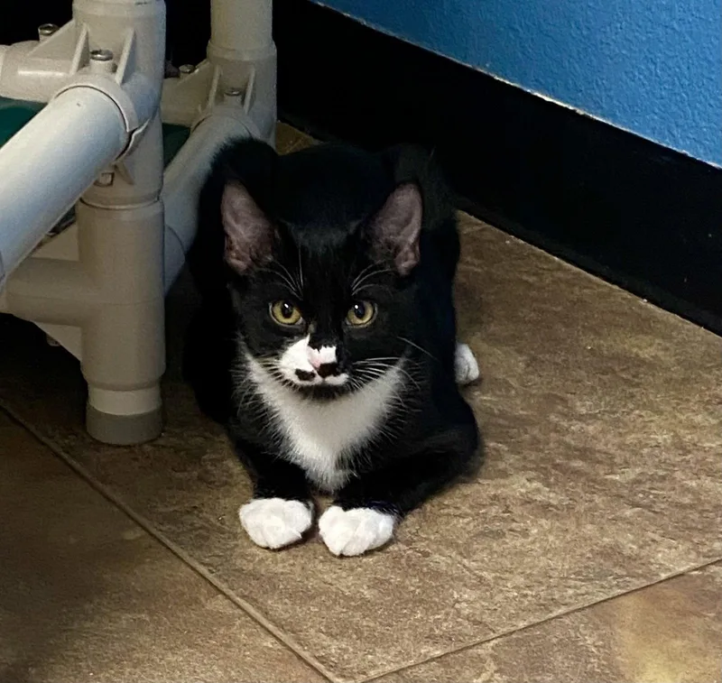 A young medium-sized male Domestic Short Hair cat named Rhysand for adoption in Fargo, ND