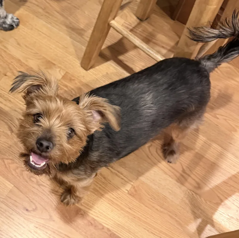 A young small-sized male Yorkshire Terrier dog named Rocky for adoption in Albany, NY