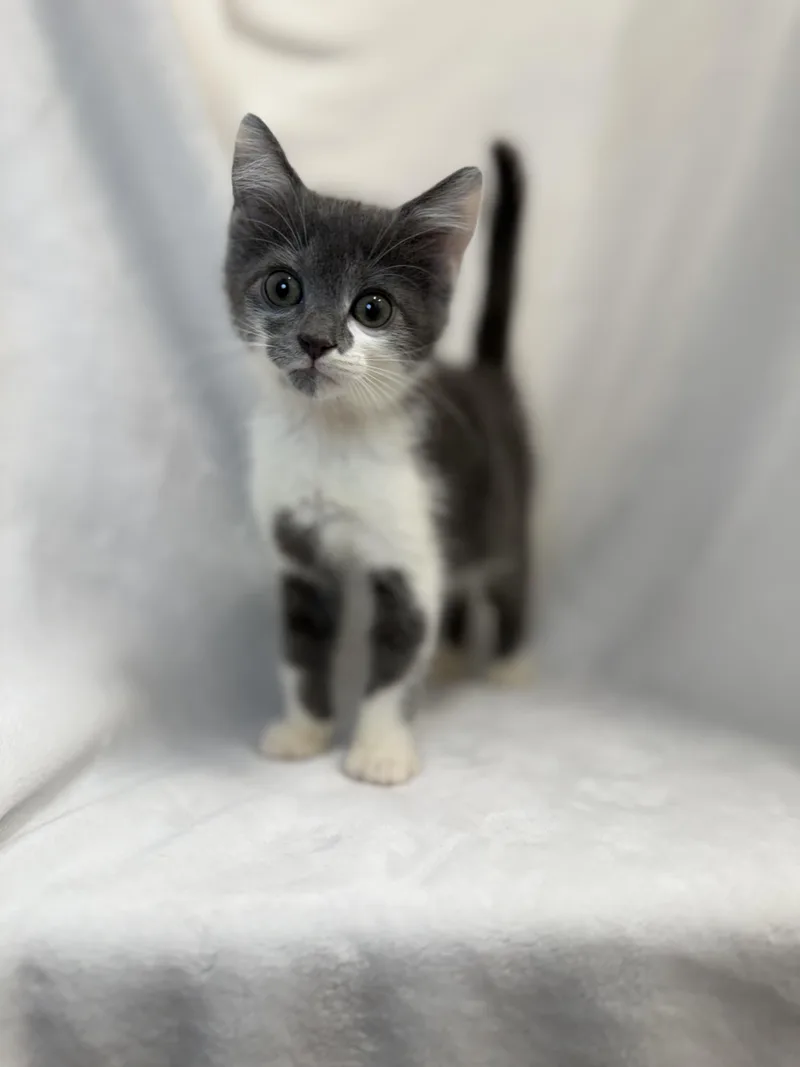 A baby medium-sized female Gray & White Domestic Short Hair cat named Brioche for adoption in Greensboro, NC