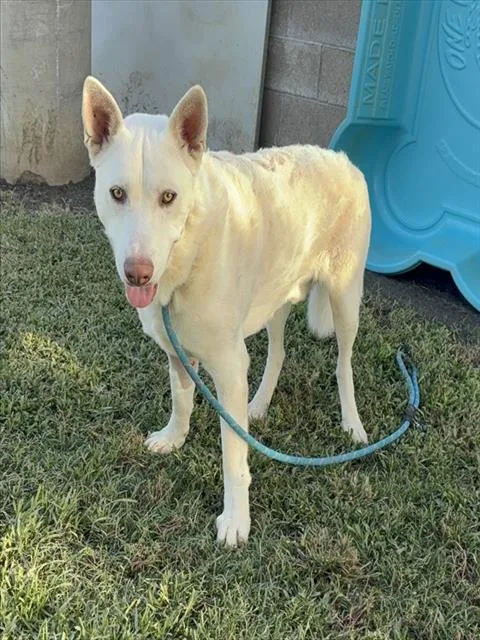 A young large-sized male German Shepherd Dog dog named Ash for adoption in Riverside, CA