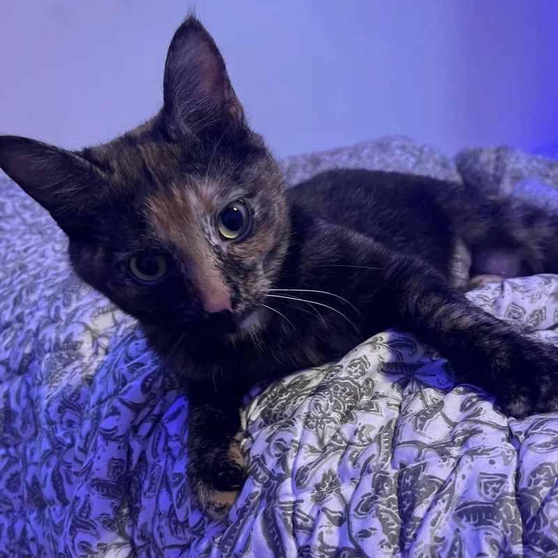A young medium-sized female Tortoiseshell Domestic Short Hair cat named Gingersnap for adoption in Brownsboro, AL