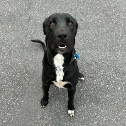 A young medium-sized female Black Labrador Retriever dog named Belladonna for adoption in Concord, NC