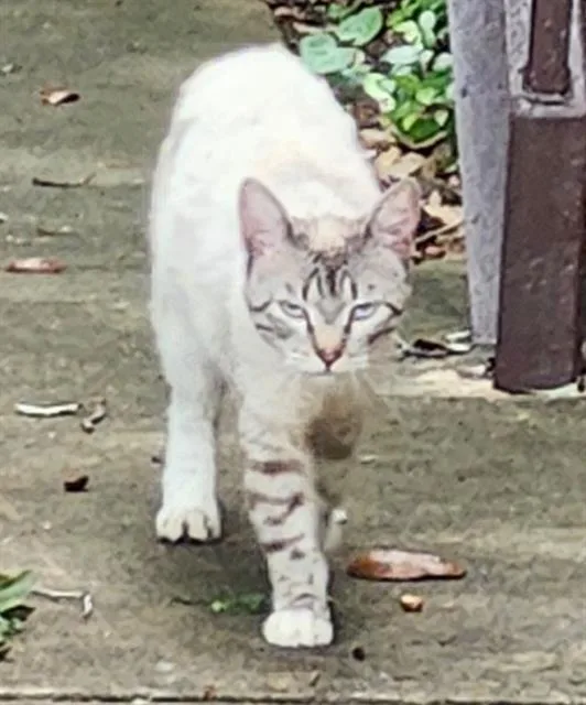 A young medium-sized female Domestic Short Hair cat named Feather for adoption in San Antonio, TX