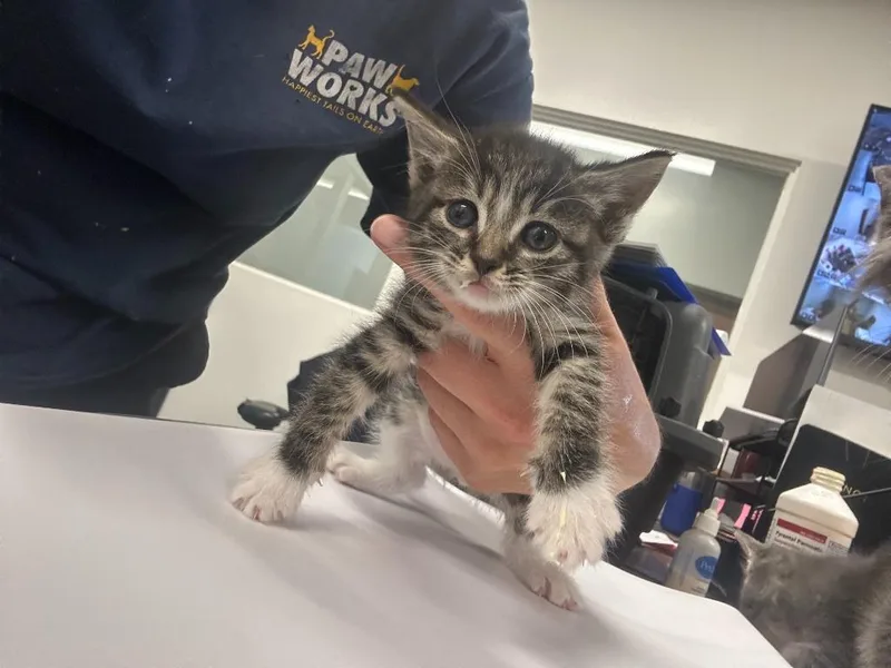 A baby small-sized female Domestic Long Hair cat named Lagoona for adoption in Thousand Oaks, CA