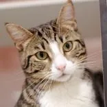 An adult medium-sized male Tabby (Buff / Tan / Fawn) Domestic Short Hair cat named Wilson for adoption in Hilliard, OH