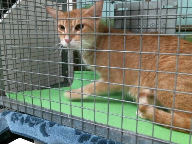 A young medium-sized female Domestic Short Hair cat named Briana for adoption in Houston, TX