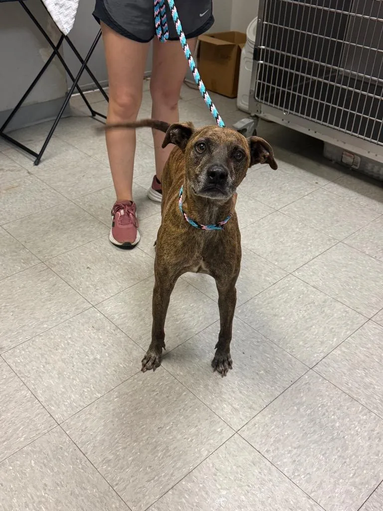 An adult medium-sized male Labrador Retriever dog named Tiger for adoption in Sorrento, LA