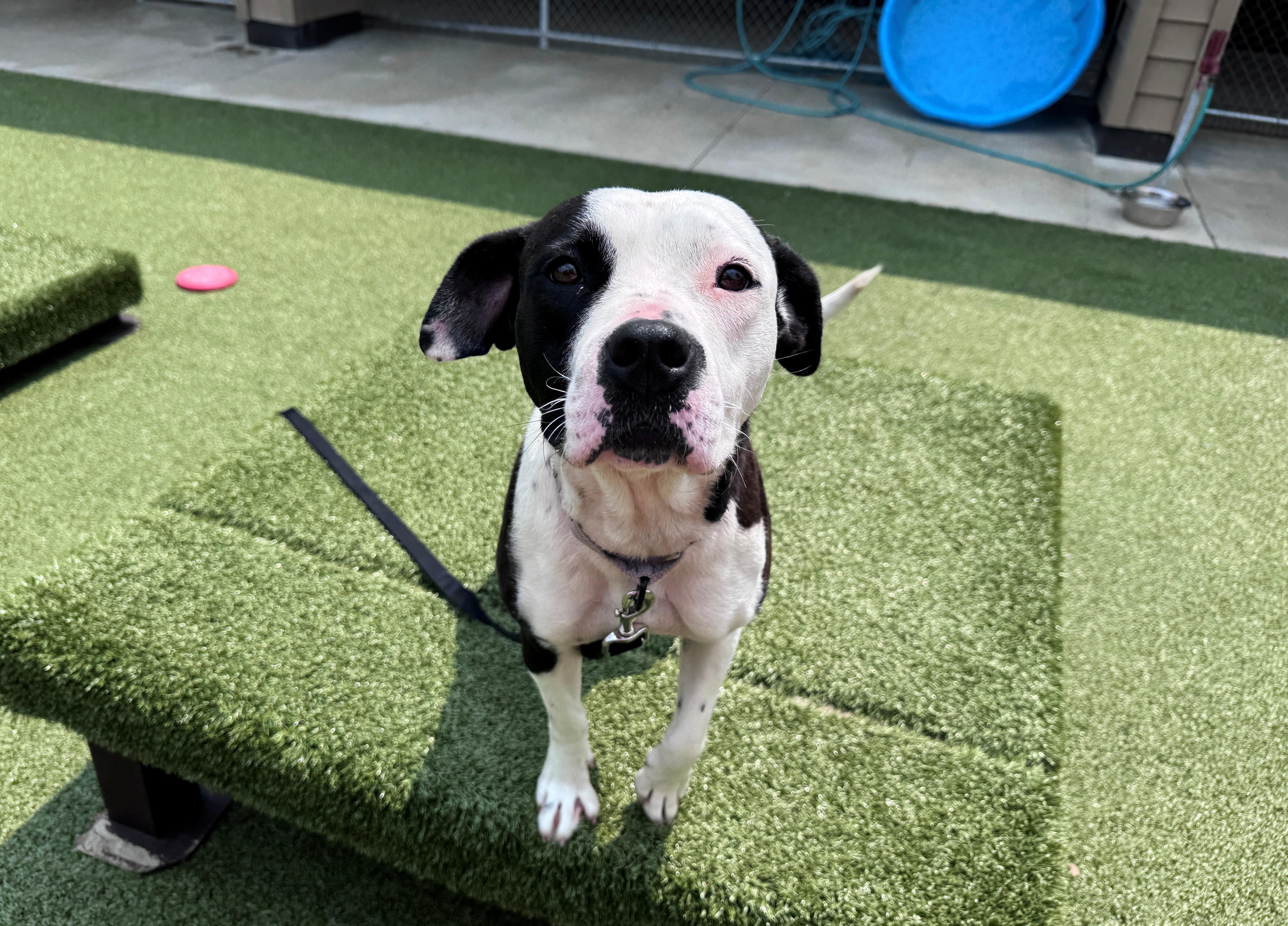 A young medium-sized female Black Pit Bull Terrier dog named Bella for adoption in Hackensack, MN