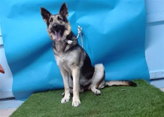 An adult medium-sized female German Shepherd Dog dog named Katana for adoption in Gardena, CA