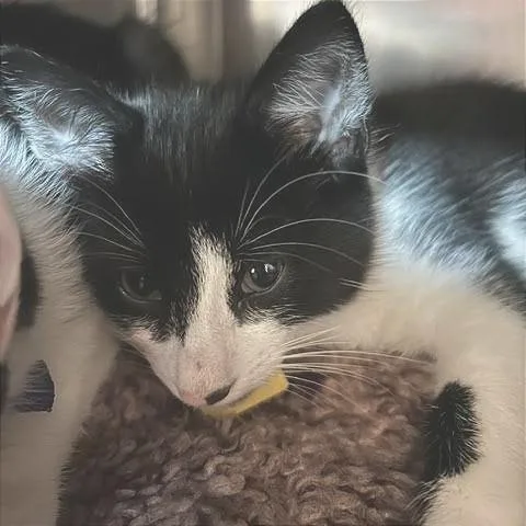 A baby small-sized male Domestic Short Hair cat named Phineas for adoption in Springfield, MA