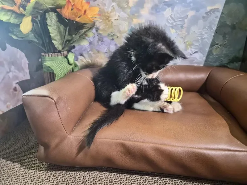 A baby small-sized female Black & White / Tuxedo Domestic Short Hair cat named Summer for adoption in Patchogue, NY