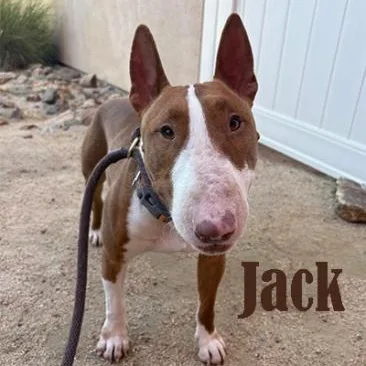 An adult medium-sized male Bull Terrier dog named Jack for adoption in Palm Desert, CA