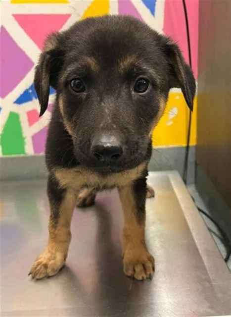 A baby small-sized male German Shepherd Dog dog named Carlisle for adoption in Baytown, TX