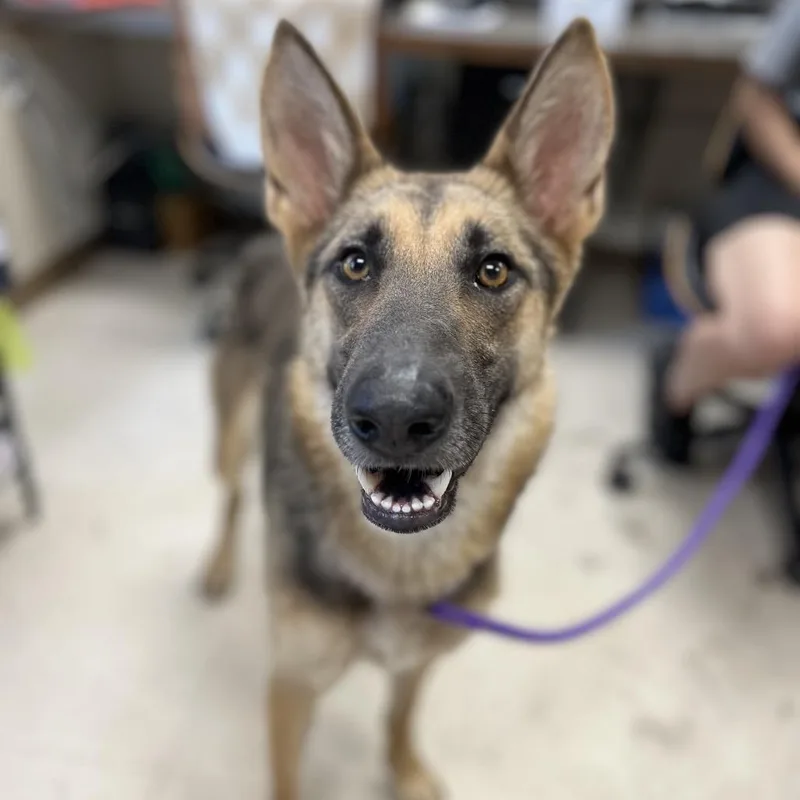 An adult medium-sized female Black Shepherd dog named Shiloh for adoption in Caryville, TN