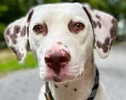 An adult medium-sized female Tricolor (Brown, Black, & White) Dalmatian dog named Pixel Bytes for adoption in Waunakee, WI
