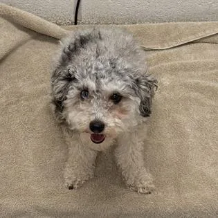 An adult small-sized female Poodle dog named Gala for adoption in Arlington, VA