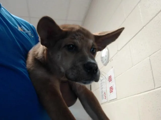 A baby small-sized female German Shepherd Dog dog named Marigold for adoption in Fayetteville, NC